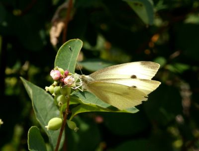 dscf5746.jpg