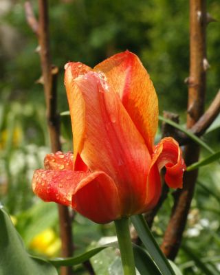 s95_00788.jpg