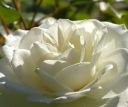 dscf6578.jpg