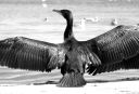 dscf6633.jpg